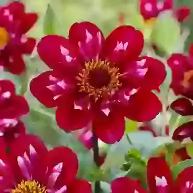 Hootenanny-Swan Island